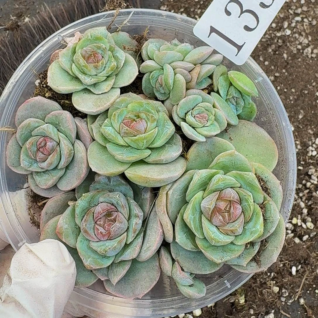 多肉植物多肉植物133