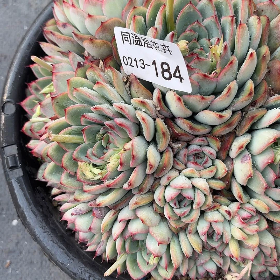 妞****】同温层多肉184荷花