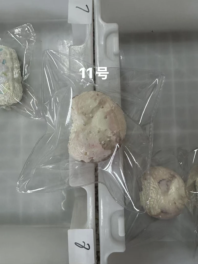 【我叫高达】9.15期2号箱 糍粑软泥 手工捏捏 手工制品默认微瑕