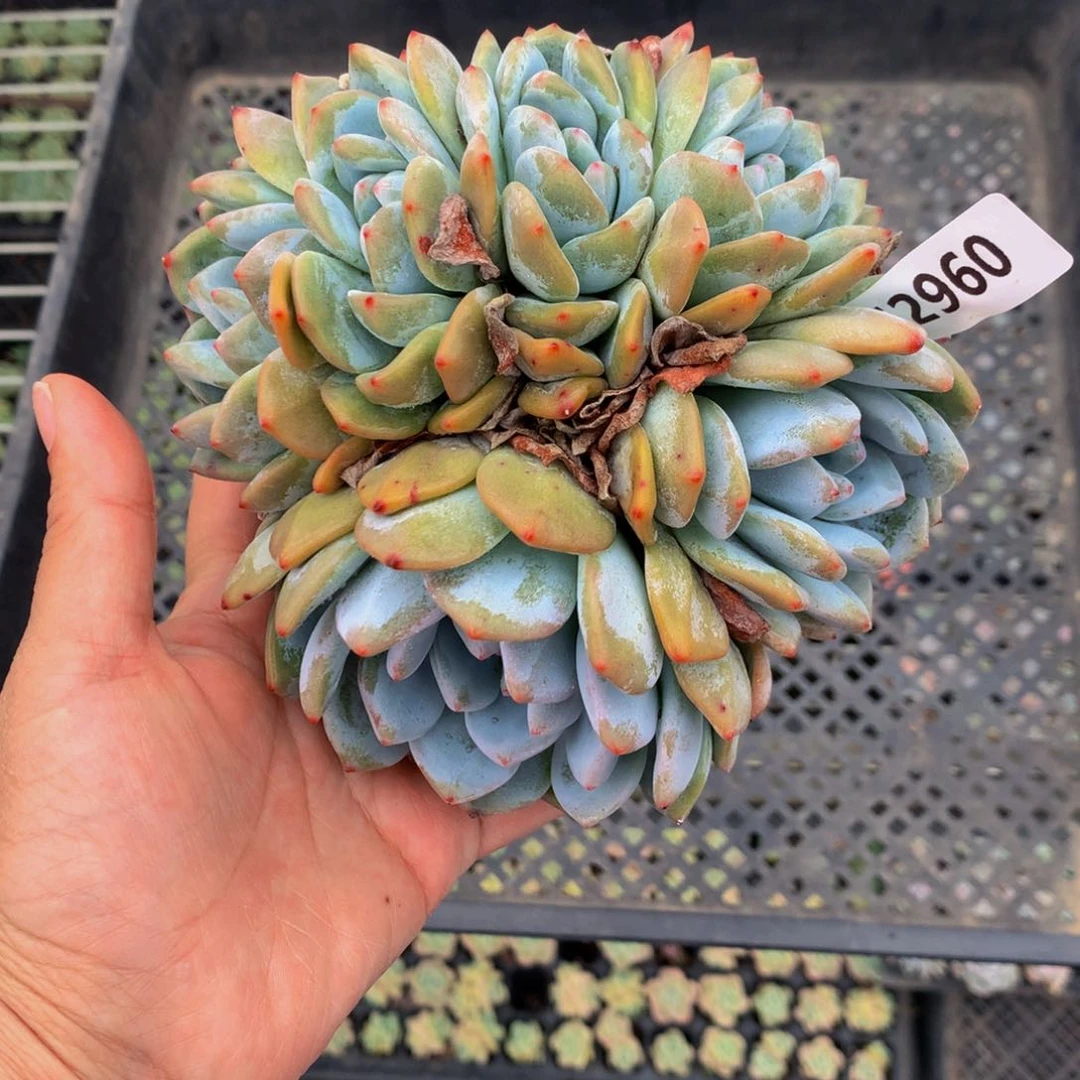52960嗯嗯嗯嗯嗯好吧嗯嗯