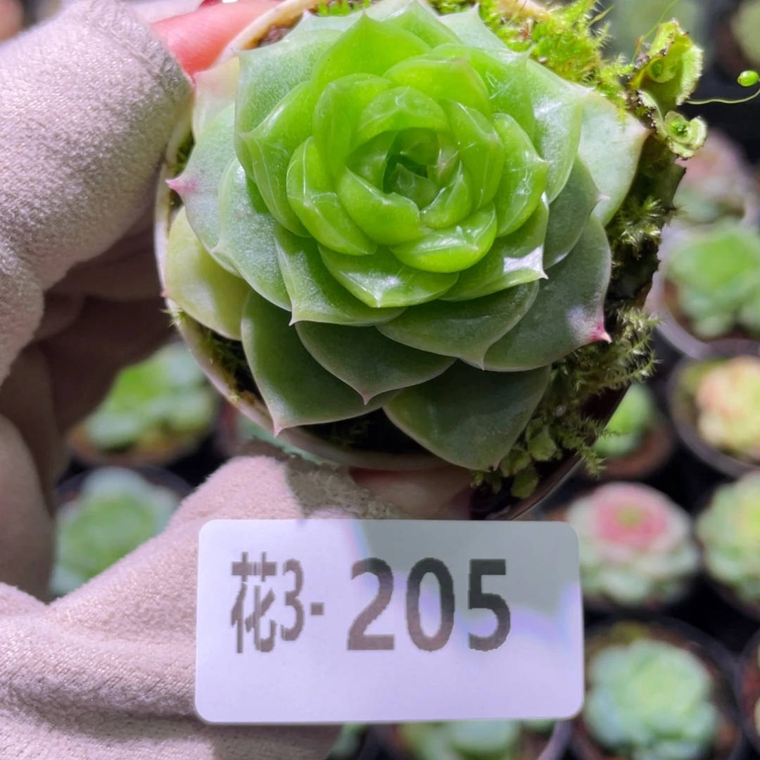 花利美3-205新品单头