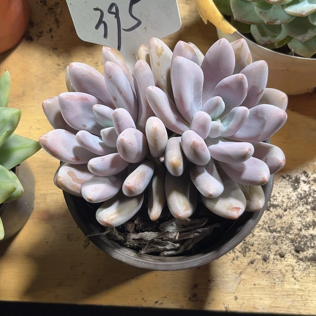 芋***糖0000000000000000000395