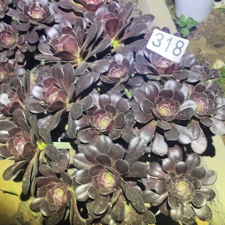 多肉植物法师318圆叶