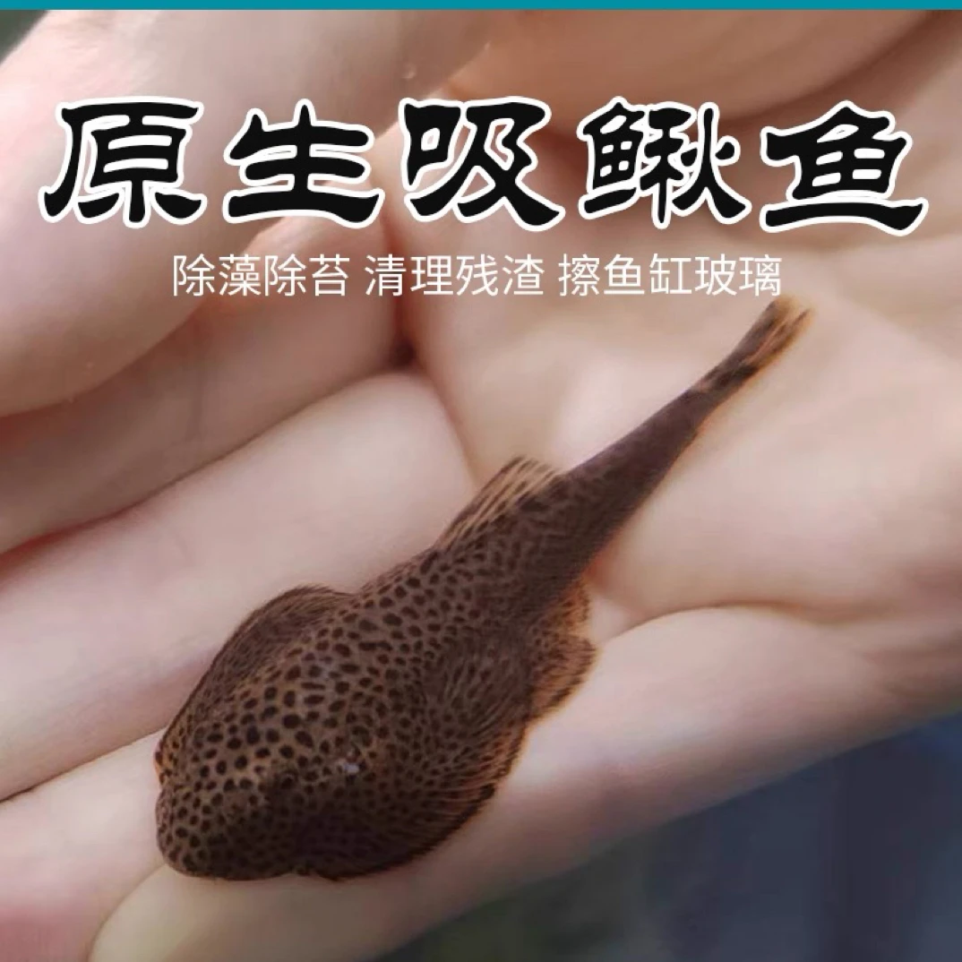 除藻小精灵 冷水清洁鱼 吃垃圾擦玻璃 吸鳅爬岩鳅 草缸混养除藻鱼