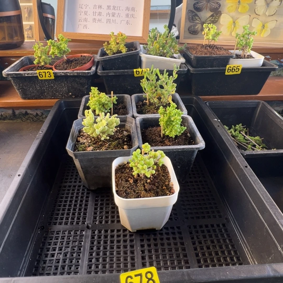 带盆包邮偏远加运费678