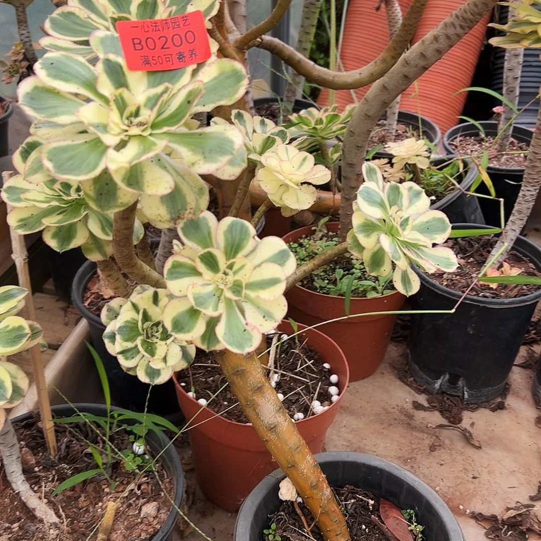月***楼0200多肉植物燕姿锦