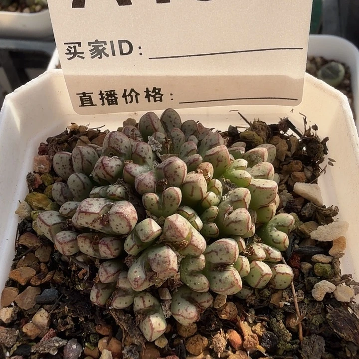 131。多肉植物的生长发育
