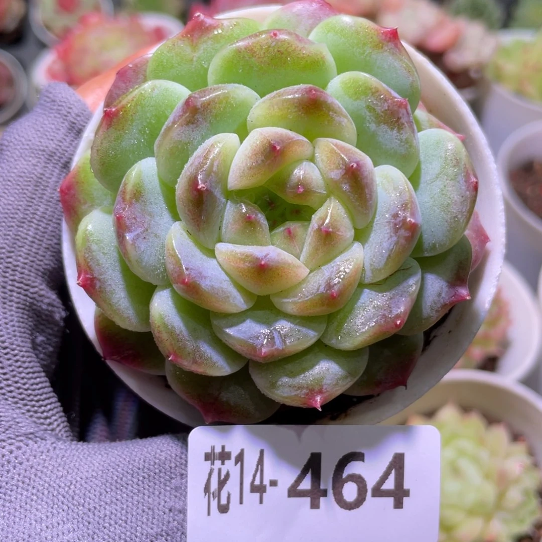 花利美14-464秘境冰魄