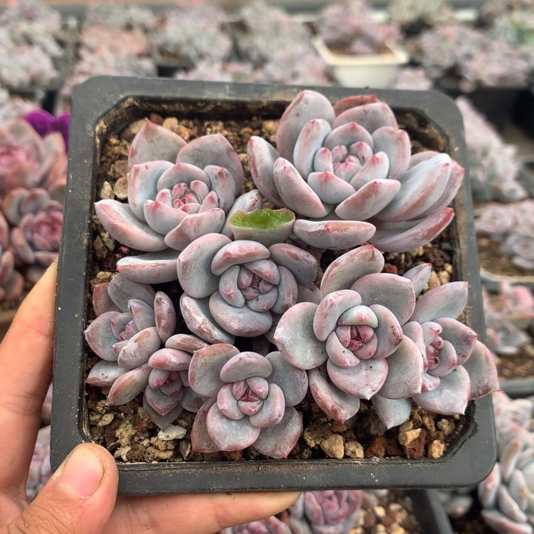 哈哈哈哈哈哈哈28