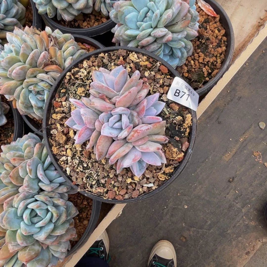 宾**猪b b b b b b b b 71