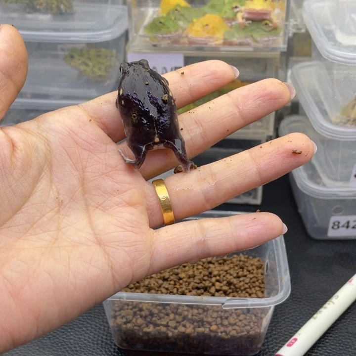 惋***惜角蛙馒头蛙8747蛙蛙