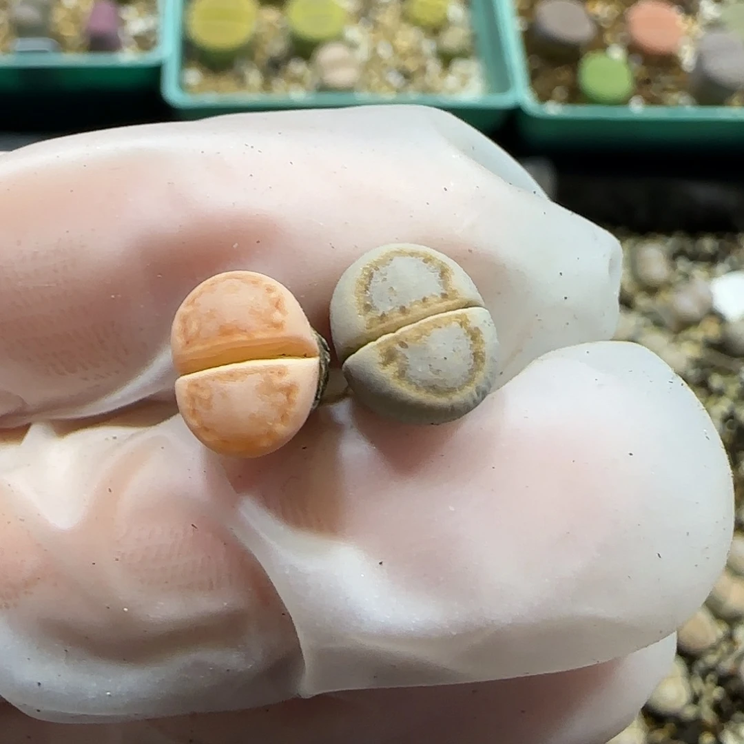 11.22。   c216饼干。  8004