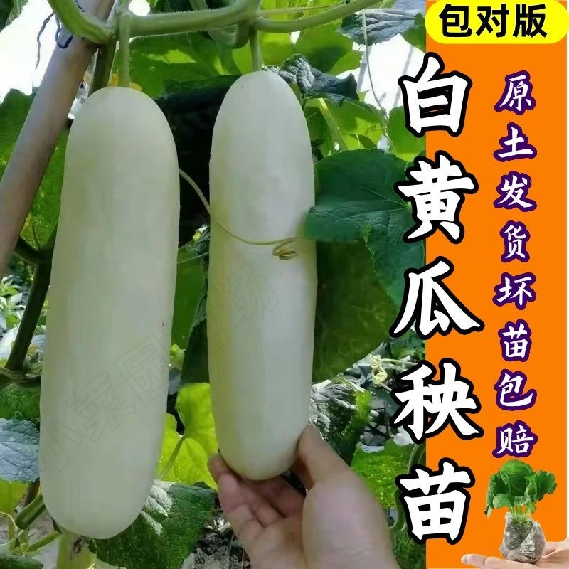 白黄瓜秧苗白皮黄瓜种子白不老甜脆大白瓜大个四季蔬菜种苗寿光