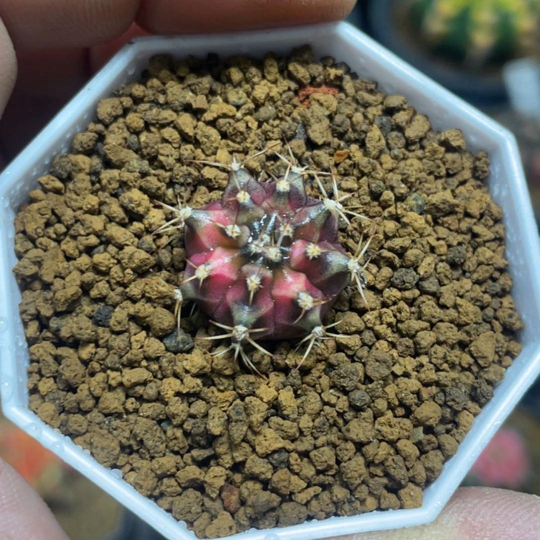 当前无花朵，栽培后可花朵穹顶