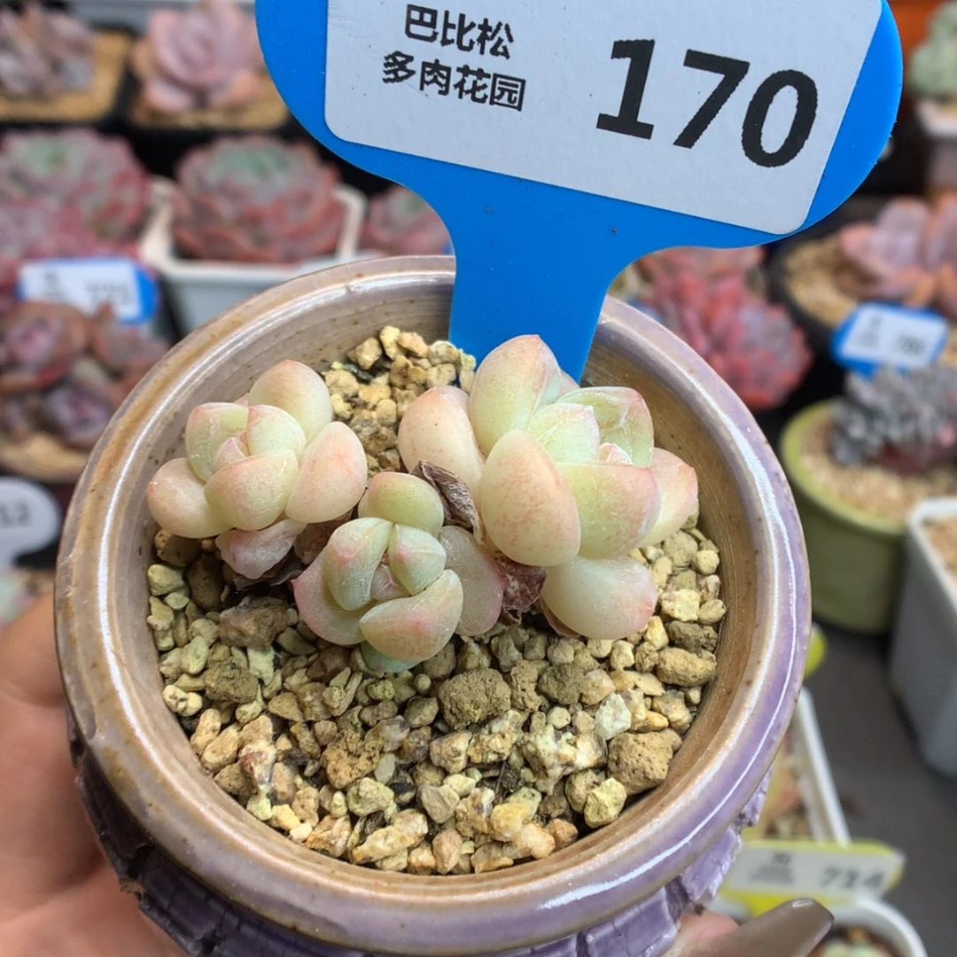 170三头冰玉多肉植物