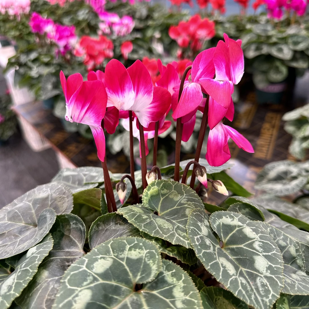 【音迪卡-酒红荷花】F1代仙客来~好养易活种球类多年生懒人花