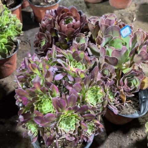 148多肉植物组合