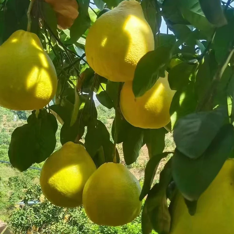 广西正宗容县沙田柚新鲜多汁无酸当季水果