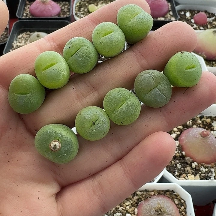 老马生石花翠光玉2223