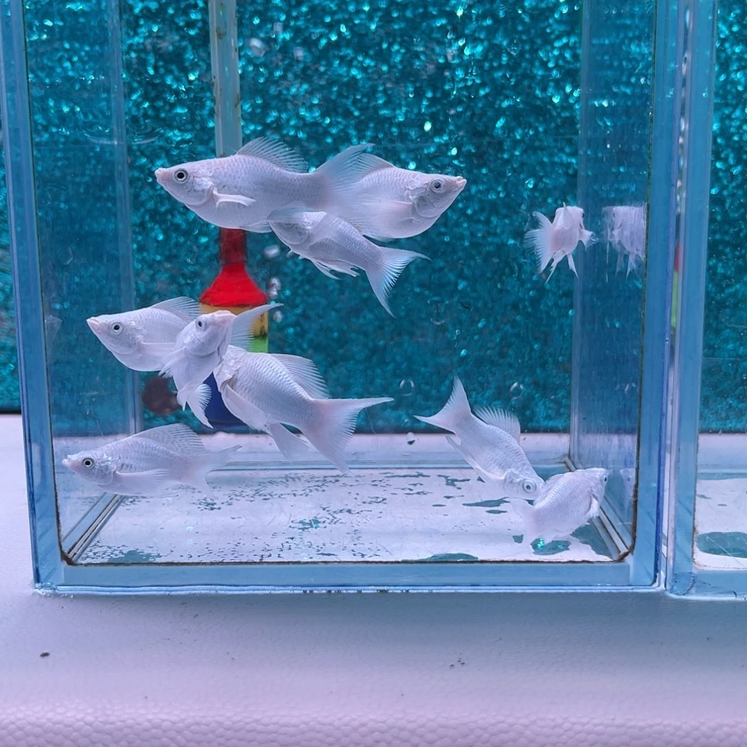 黑玛丽鱼270号玛丽苗子8+2备损