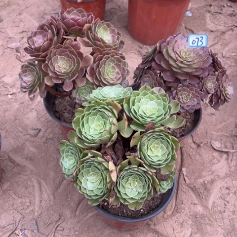 073多肉植物组合，