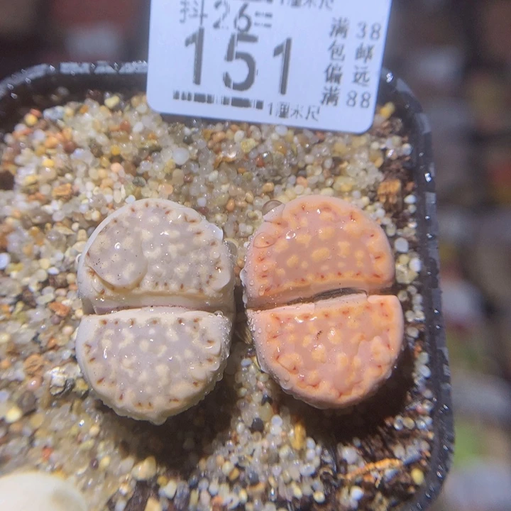 精品生石花26.151