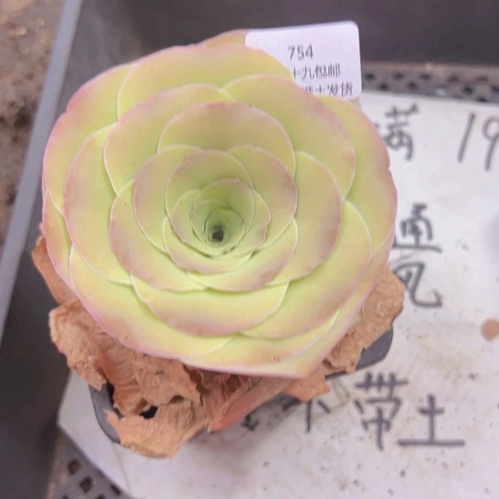 754蛋帕裸根不带土发货不包损