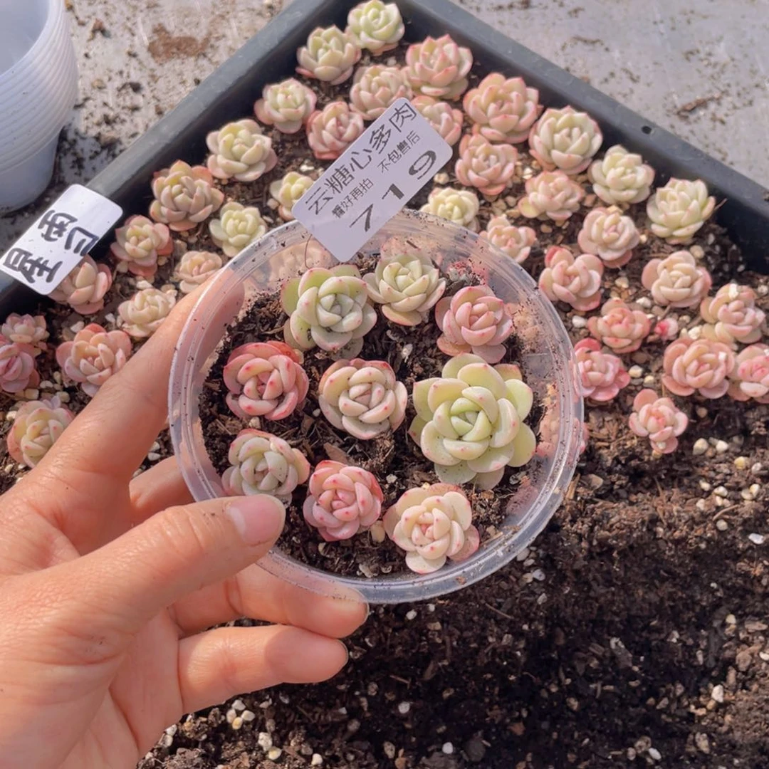 云糖心多肉植物719