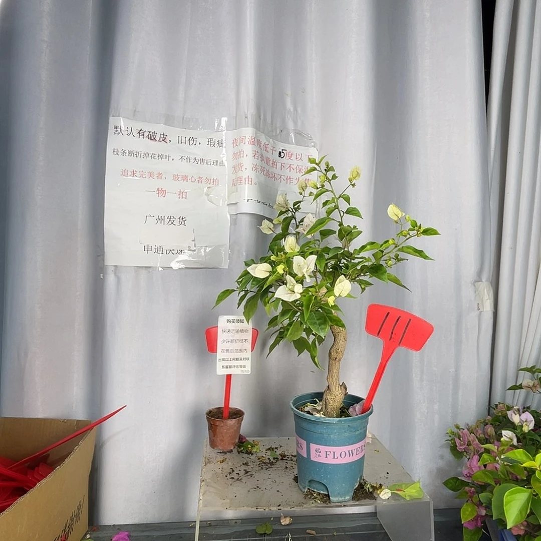 当前无花栽培后可以开花111广红樱桩有旧伤破皮