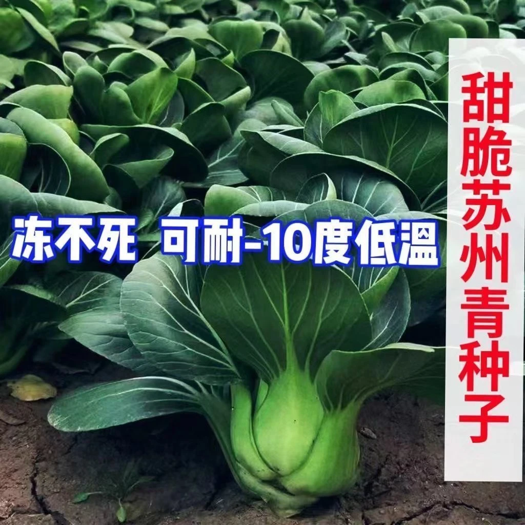 黑叶矮脚苏州青种子上海青青菜种子四季可播庭院阳台蔬菜种子大全