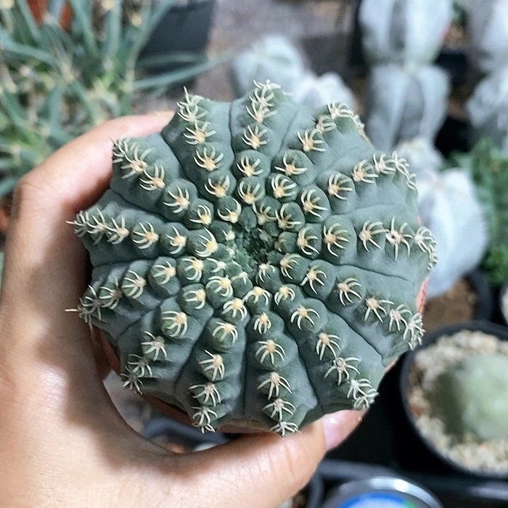 R****刘花花草草花花草草
