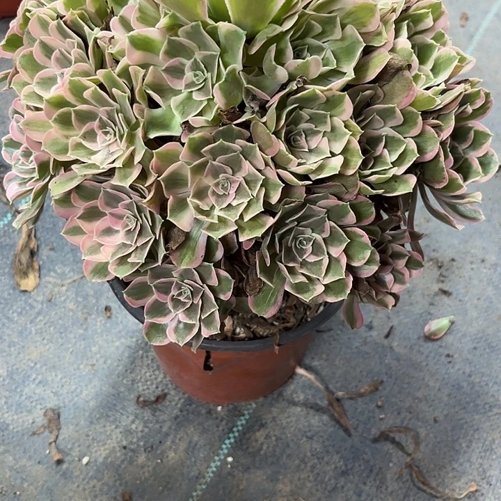 多肉植物男神锦……