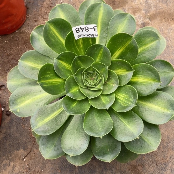 848香中班多肉12344789