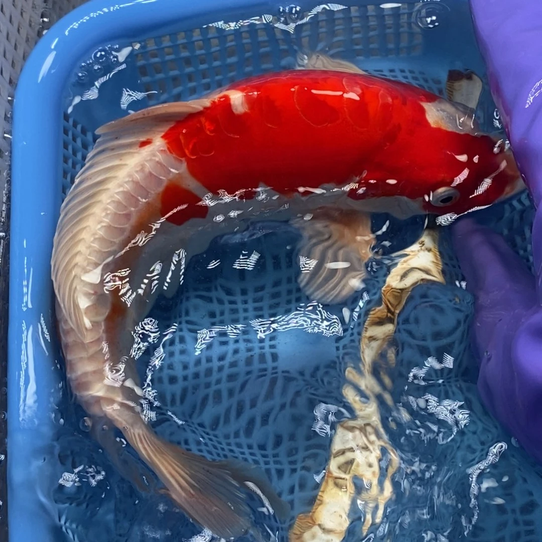 锦鲤冷水锦鲤包邮