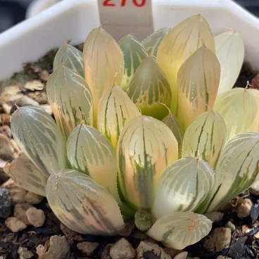 270号糊斑胭脂玉露锦