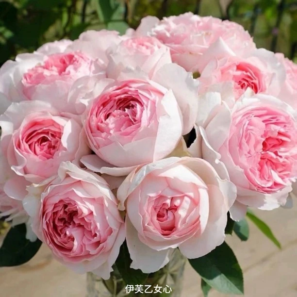 【伊芙乙女心】粉白色大花浓香勤花扦插盆栽月季！