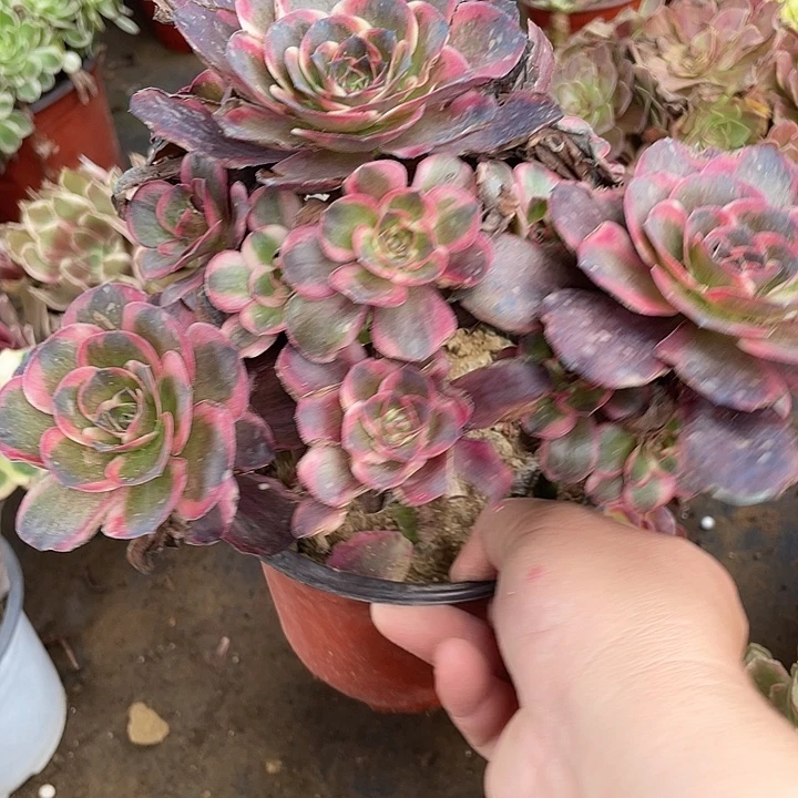 913纳福多肉植物满20包邮
