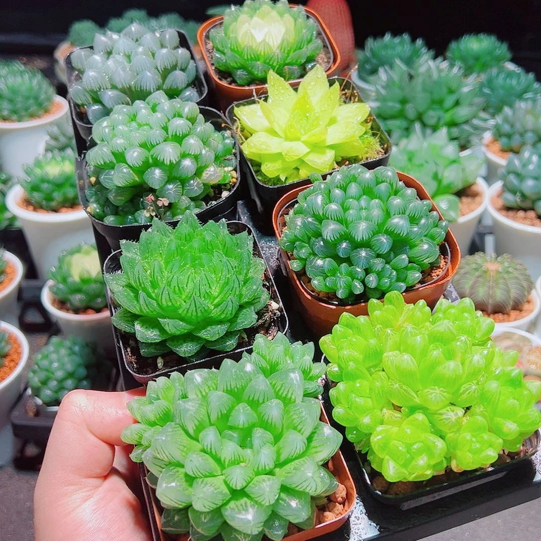 8颗玉露多肉多肉多肉