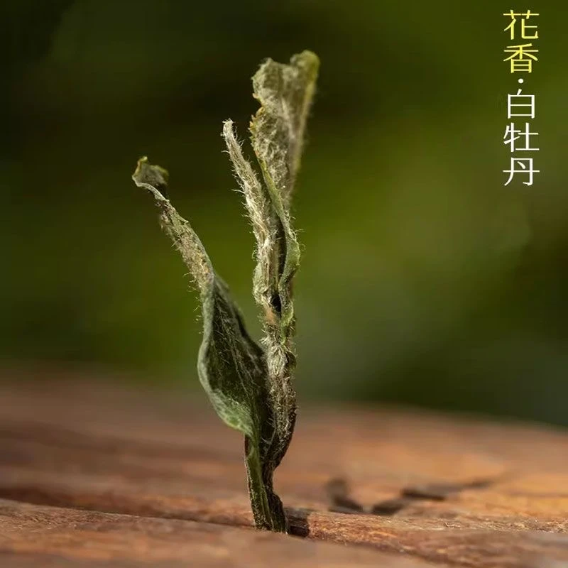 【春茶上新价】福鼎白茶2025年太姥山花香白牡丹·花香馥郁老树牡丹