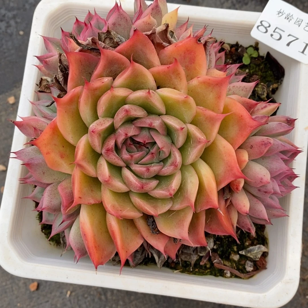 蛋*8571杂交精品多肉老桩