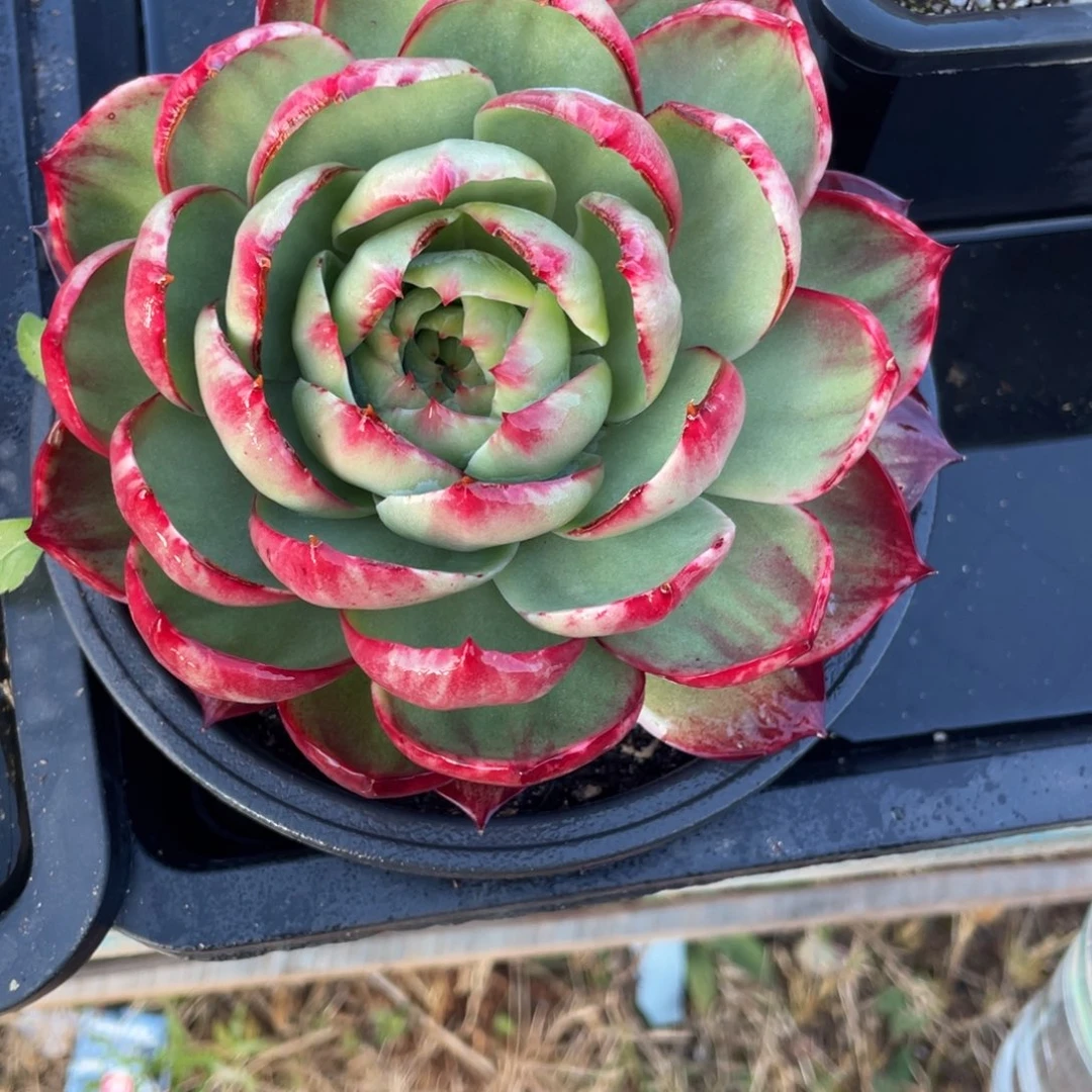 惊鸿仙子冠服15左右