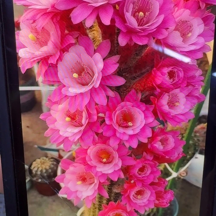 267金妞奥拓歪5公分左右无根侧牙，20包邮