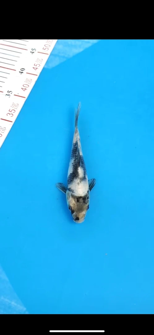 白写锦鲤纯种冷水观赏鱼小型好养耐活淡水鱼