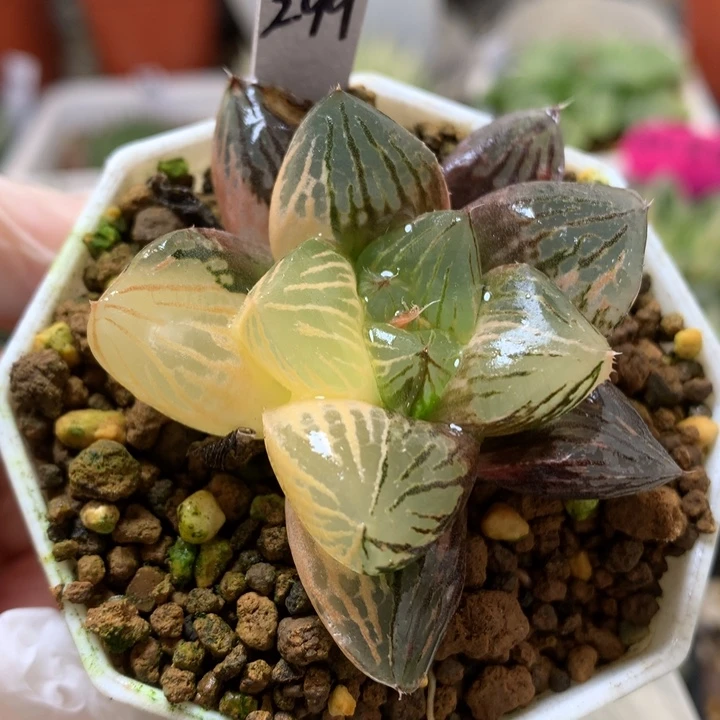 玉潭寿锦带盆土发货