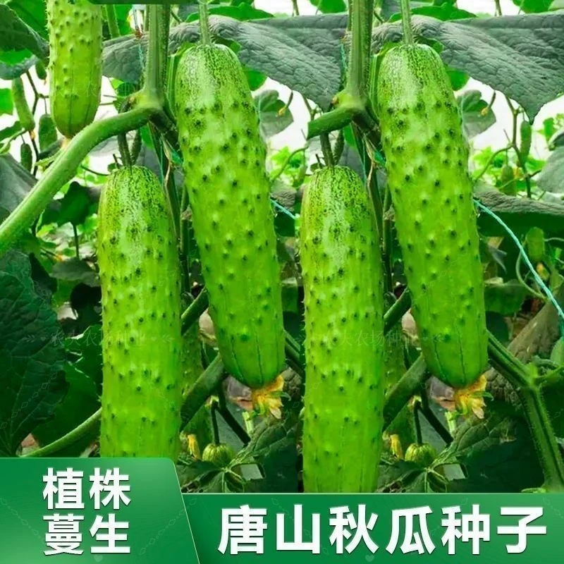 【满5包包邮】唐山秋黄瓜种子 脆甜爽口可生吃水果蔬菜黄瓜种子