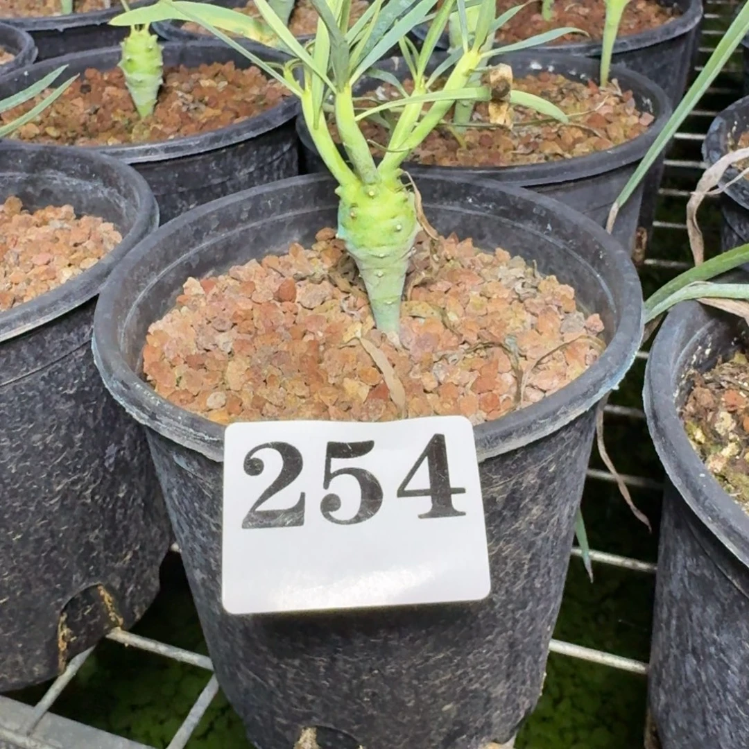 烛之舞大戟多肉植物