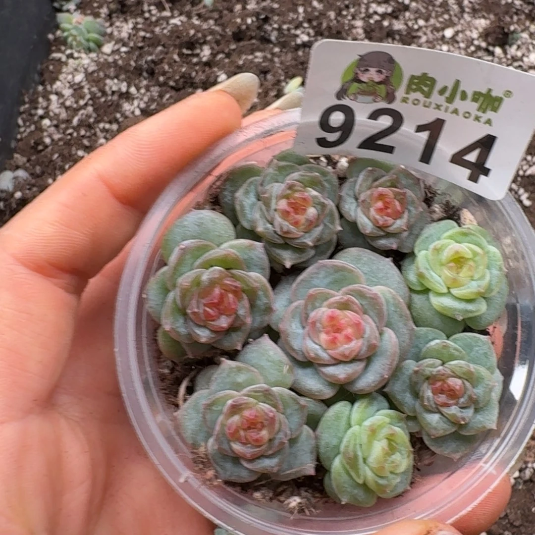 多肉植物多肉植物