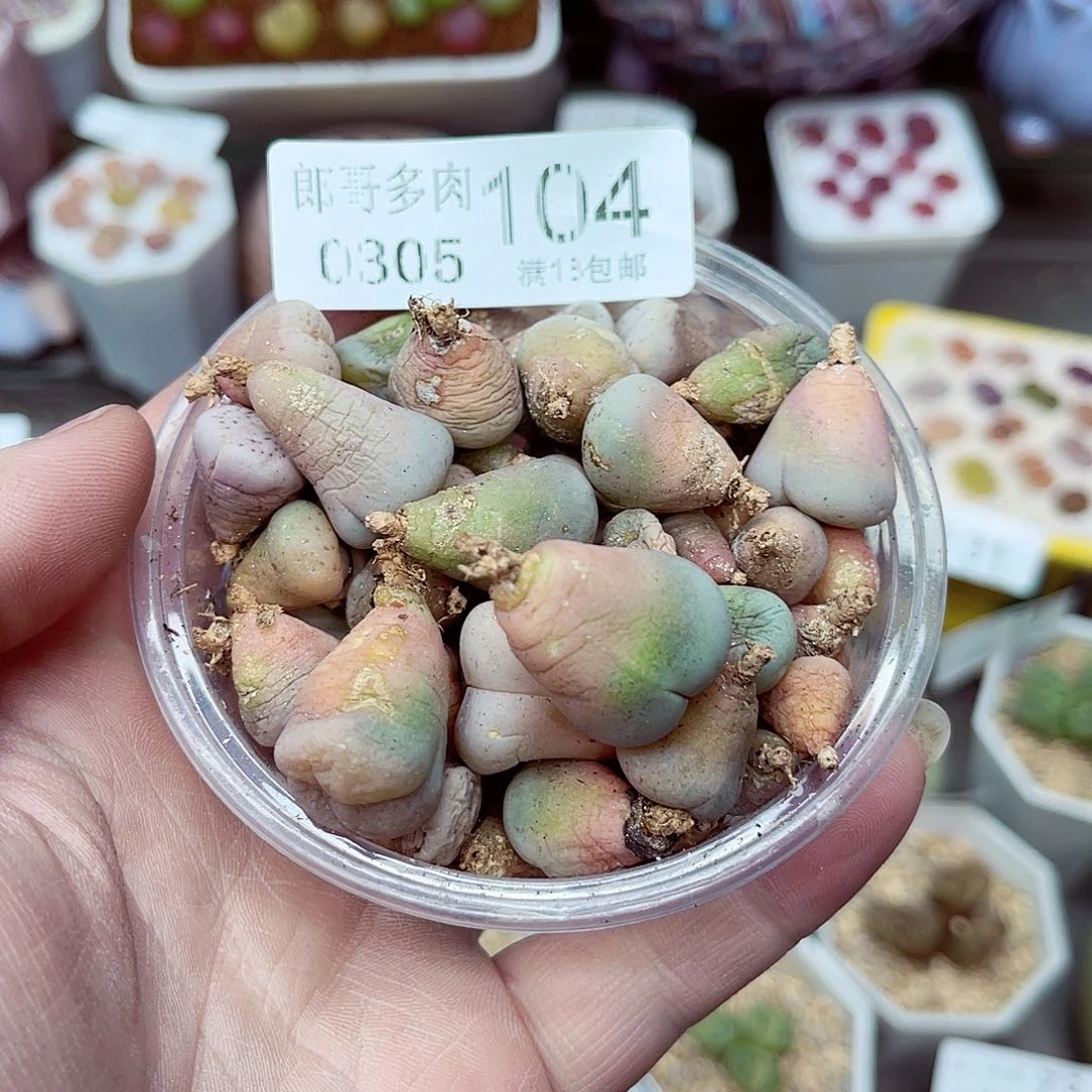 郎哥多肉生石花5-104