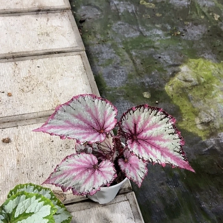 完全开放二月秋海棠