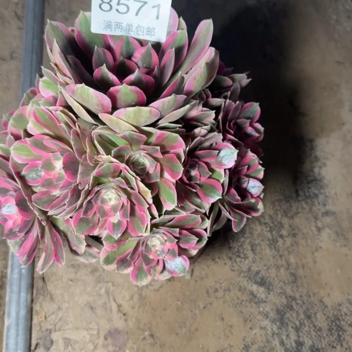 8571女郎多肉植物